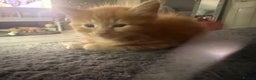 Maine Coon cats for sale: Ginger kittens - Advert 8
