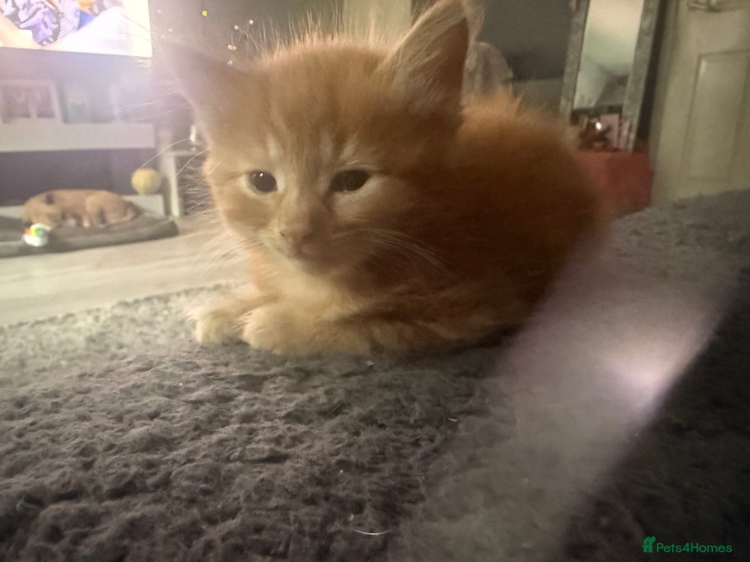 Maine Coon cats for sale: Ginger kittens - Advert 8