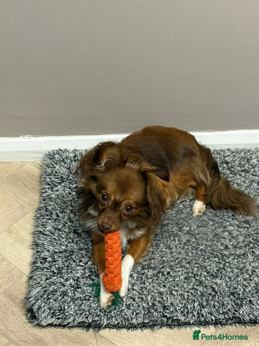 Pomchi dogs for sale: Male pomchi in Southampton - Advert 4