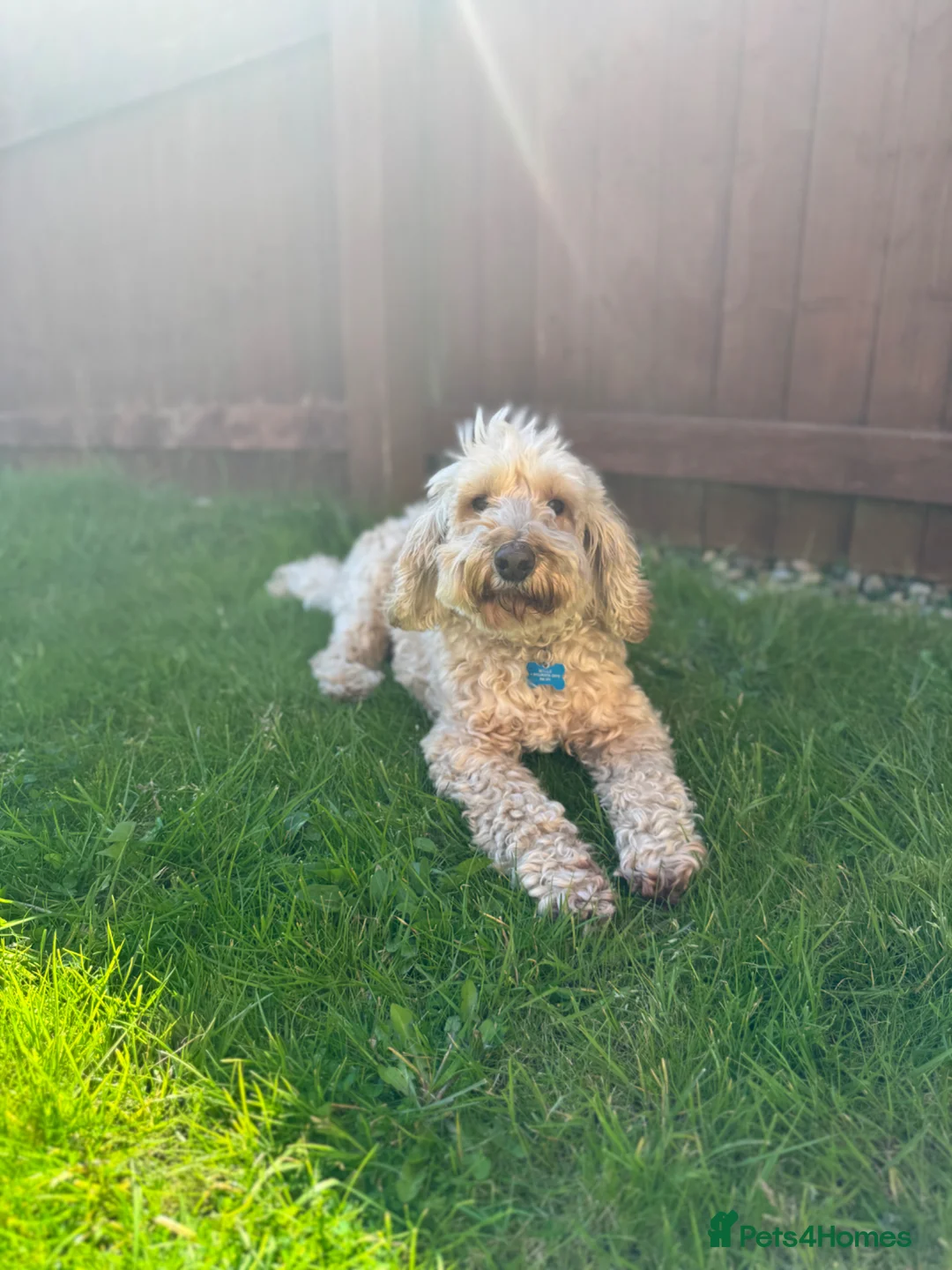 Cockapoo dogs for sale: 6 year old cockapoo  - Advert 1