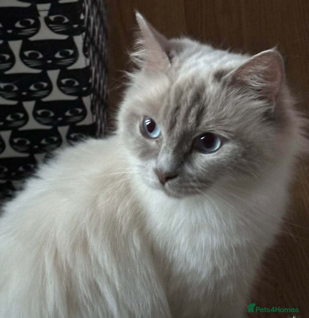 Ragdoll cats for sale: Beautiful Sealpoint Ragdoll For Sale - Image 2