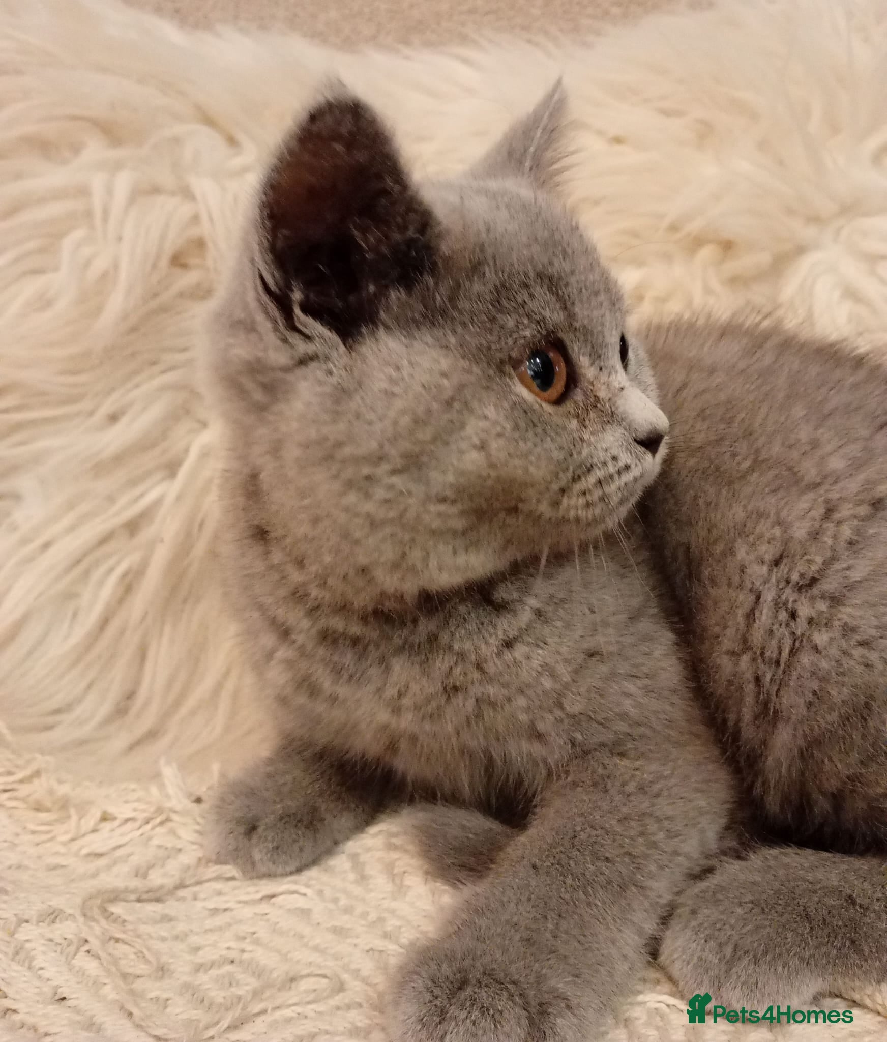 British Shorthair cats 3x British short hair kittens remanding  - Advert 2
