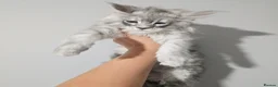 Maine Coon cats for stud: Milo Shaded stud ns11 - Advert 14