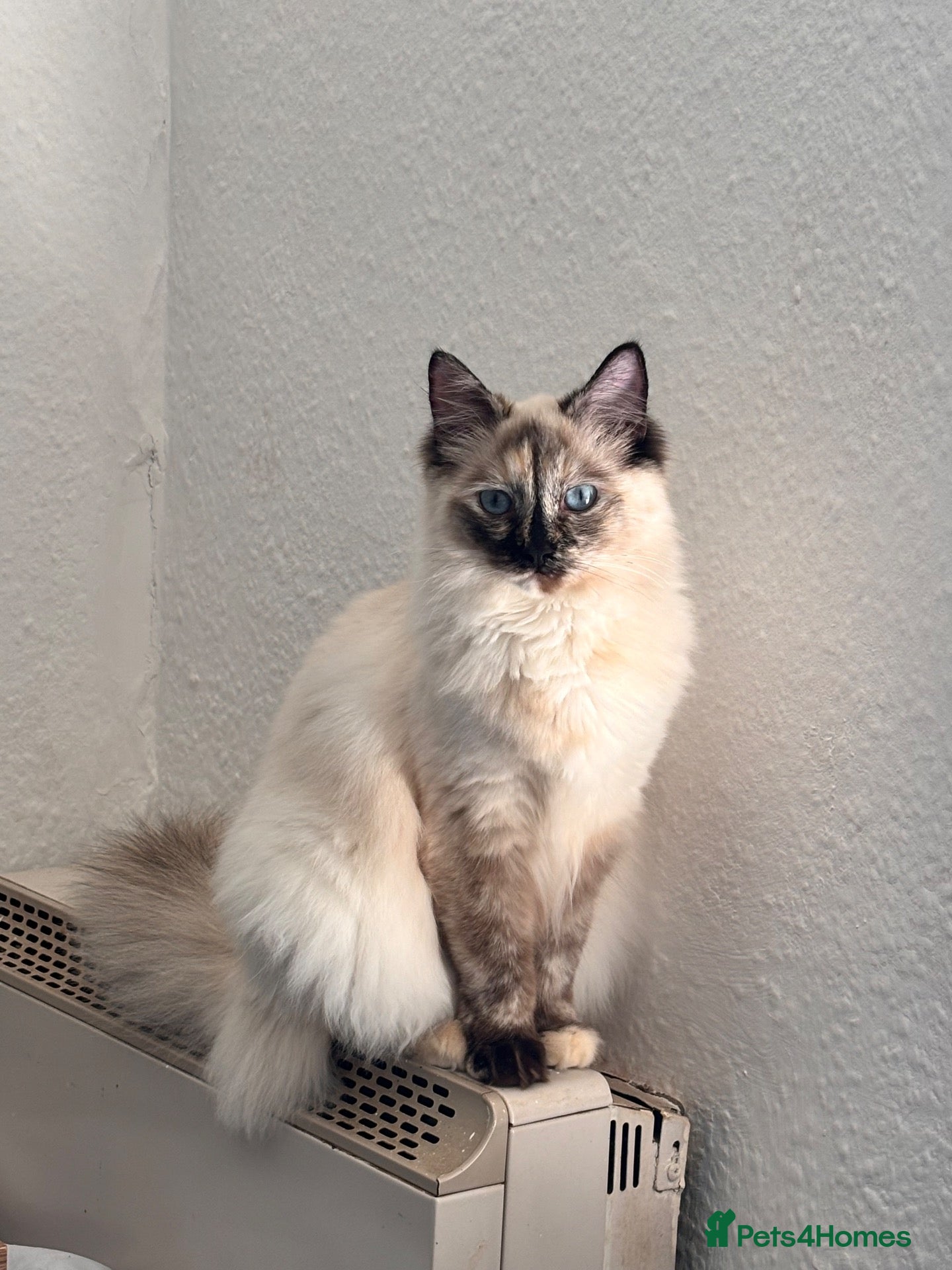 Ragdoll cats Flame point Ragdoll kittens  - Advert 5