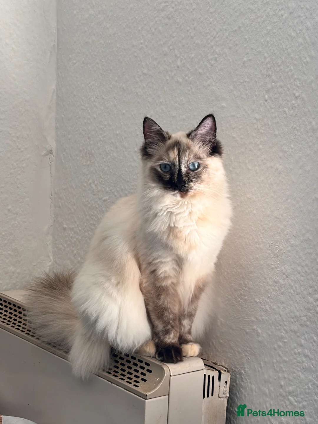 Ragdoll cats for sale: Flame point Ragdoll kittens  in Teignmouth - Advert 1