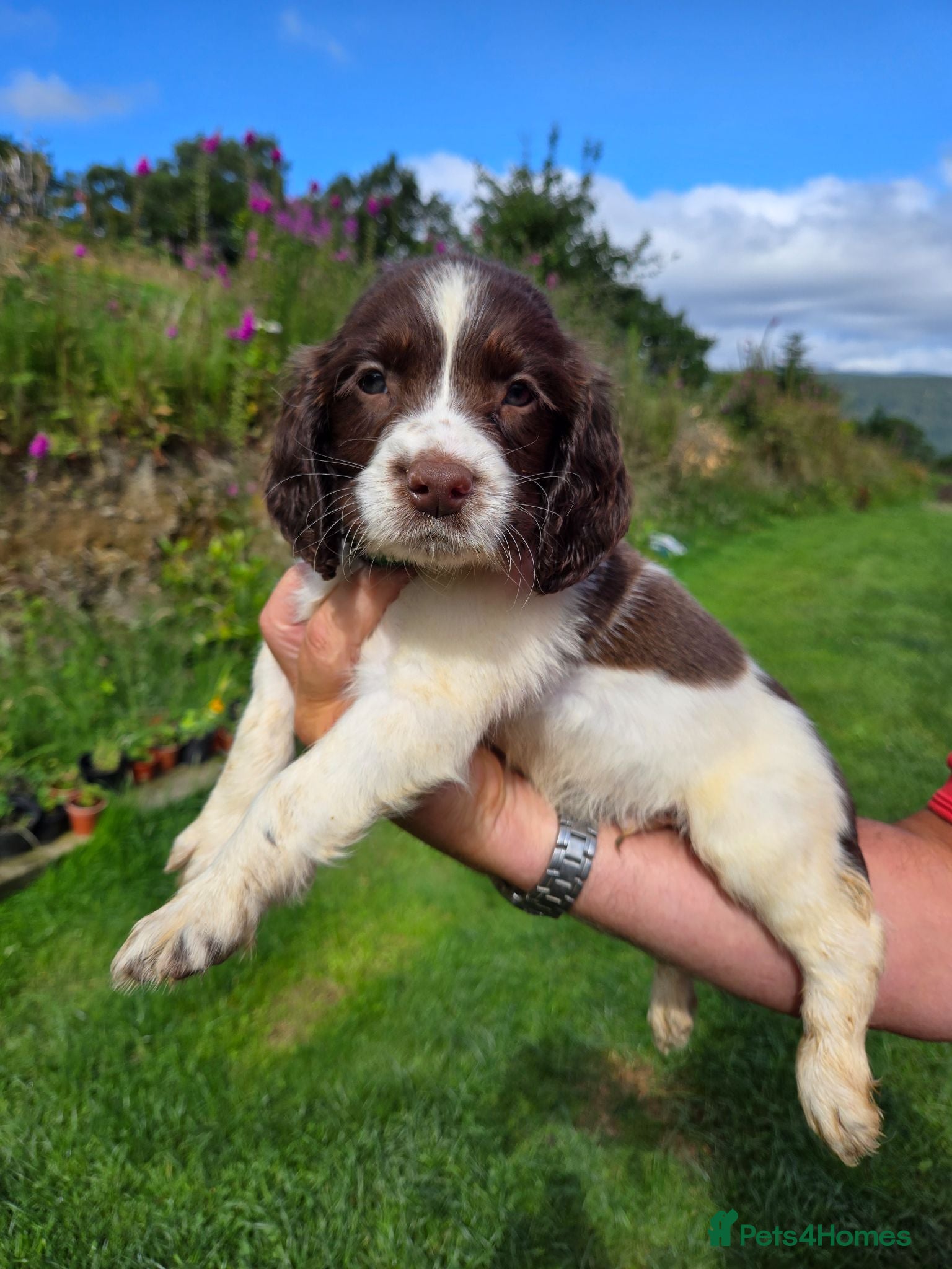 English Springer Spaniel dogs Working English Springer Spaniel Pups - Advert 2