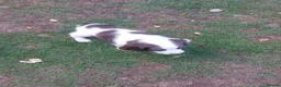English Springer Spaniel dogs for sale: English springer spaniels in Bargoed - Advert 11