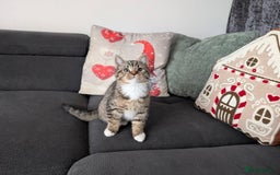 Ragdoll cats for sale: Ragdoll x BSH/MaineCoon kittens  - Advert 1