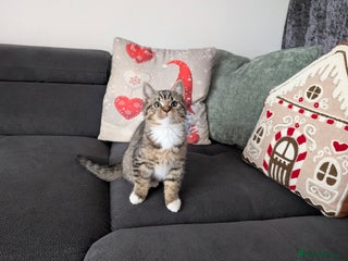 Ragdoll cats Ragdoll x BSH/MaineCoon kittens - Advert 1