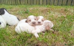 Sprocker dogs for sale: Beautiful f2 sprockers - Image 1