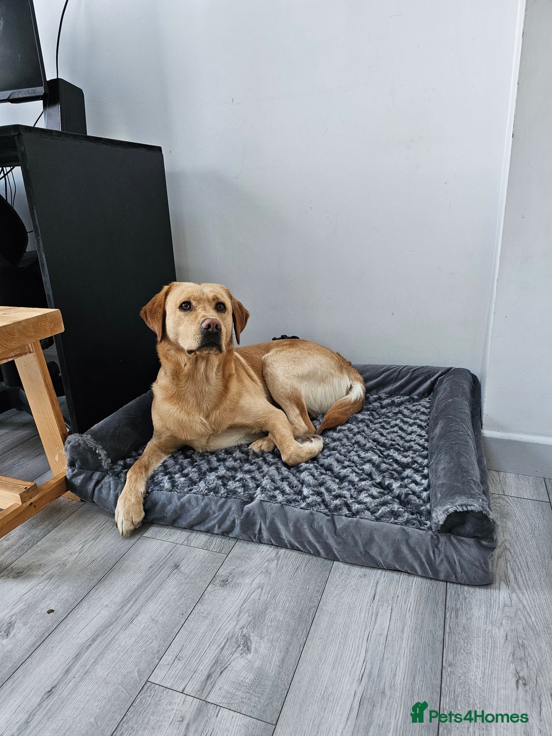 Labrador Retriever dogs for sale: Labrodor 2 years  in Havant - Image 1