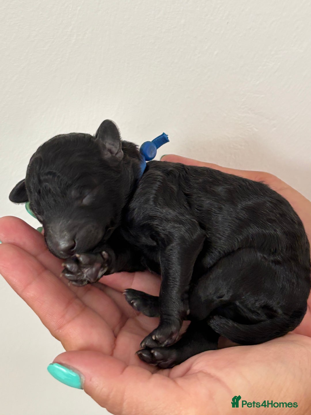 Miniature Poodle dogs for sale: Miniature poodles  - Image 3