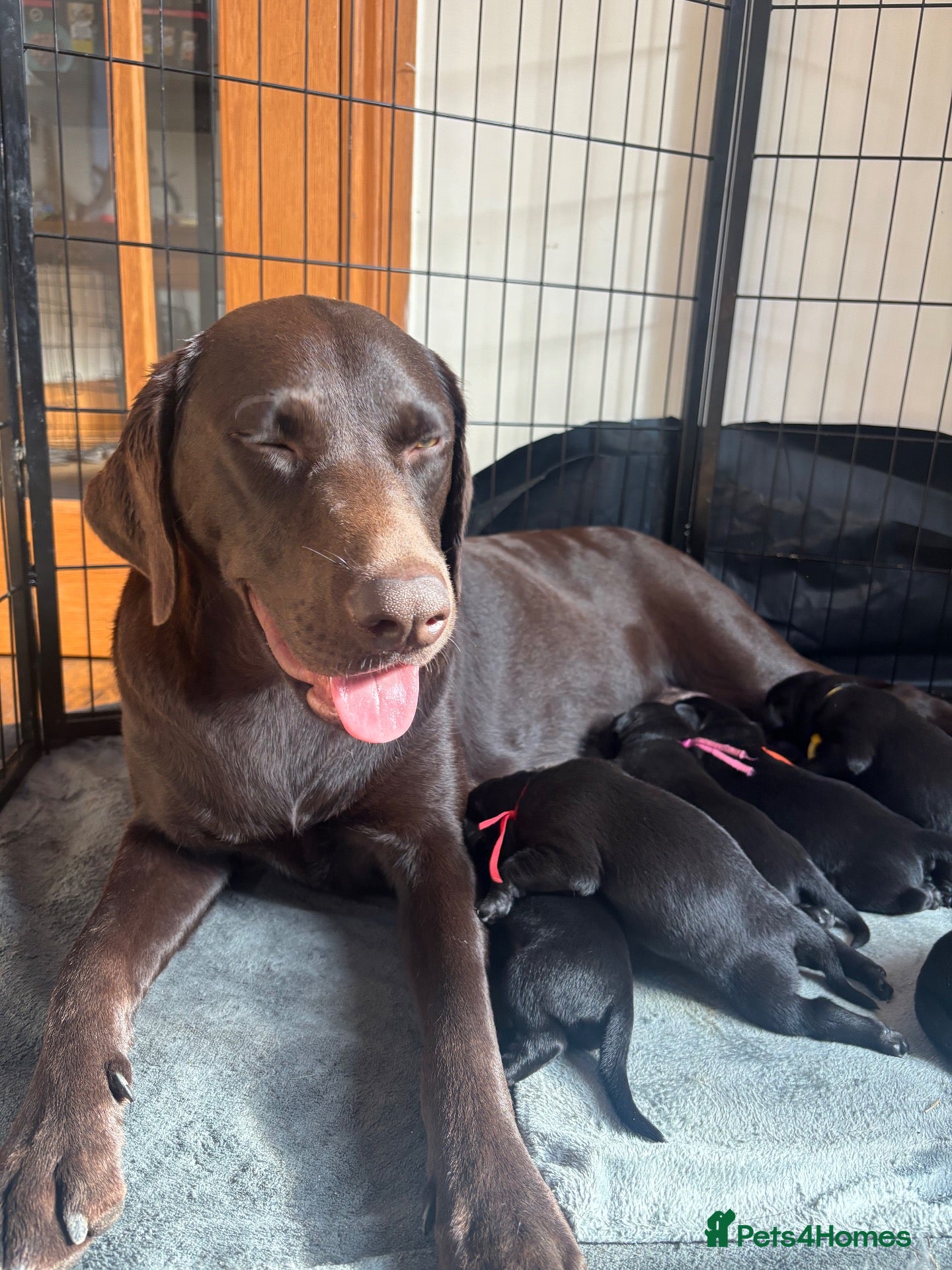 Labrador Retriever dogs Black Labrador Puppies  - Advert 16