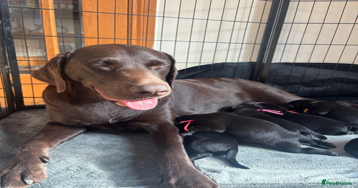 Black lab Labrador Retriever Puppies for sale | Pets4Homes