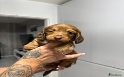 Miniature Dachshund dogs for sale: Beautiful Longhair miniature Dachshund - Image 25