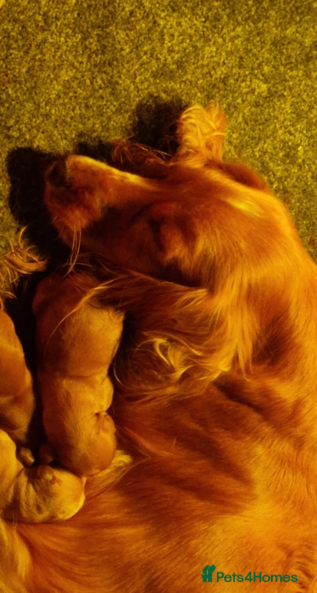 Cockapoo dogs for sale: 7 beautiful cockapoos  - Image 3