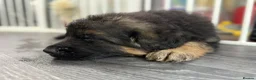 German Shepherd dogs for sale: Huge top quality 4th generation KC puppies - Advert 23