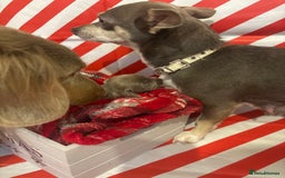 Chiweenie dogs for sale: Cheweenie - Image 31