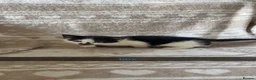 Mixed Breed cats for sale: Adorable kittens for sale, ready now, M+F in Barnsley - Advert 7