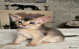 Abyssinian cats for sale: Abyssinian Kittens - Image 20