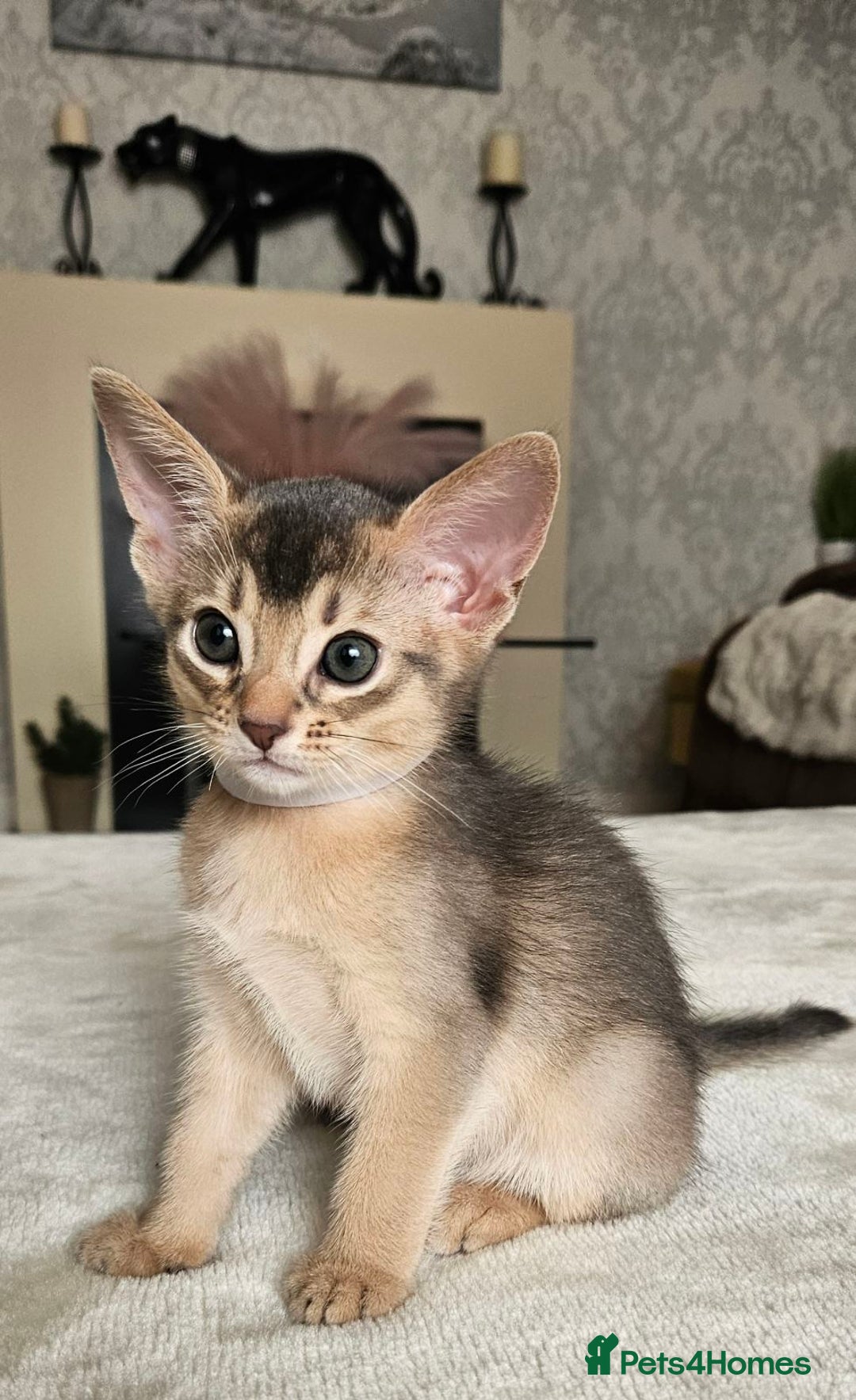 Abyssinian cats for sale: Abyssinian Kittens - Image 20