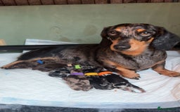 Miniature Dachshund dogs for sale: Miniature Dachshund Puppies For Sale  - Image 1