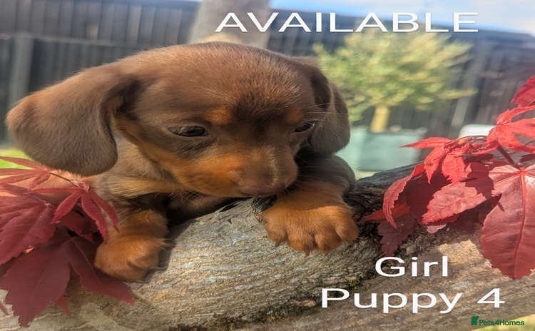 Miniature Dachshund dogs - Advert 4