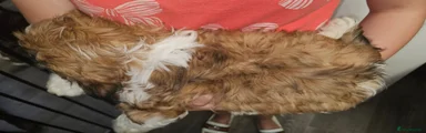 Lhasa Apso 2
