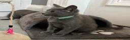 Russian Blue cats for sale: Russian Blue Kittens  - Advert 35