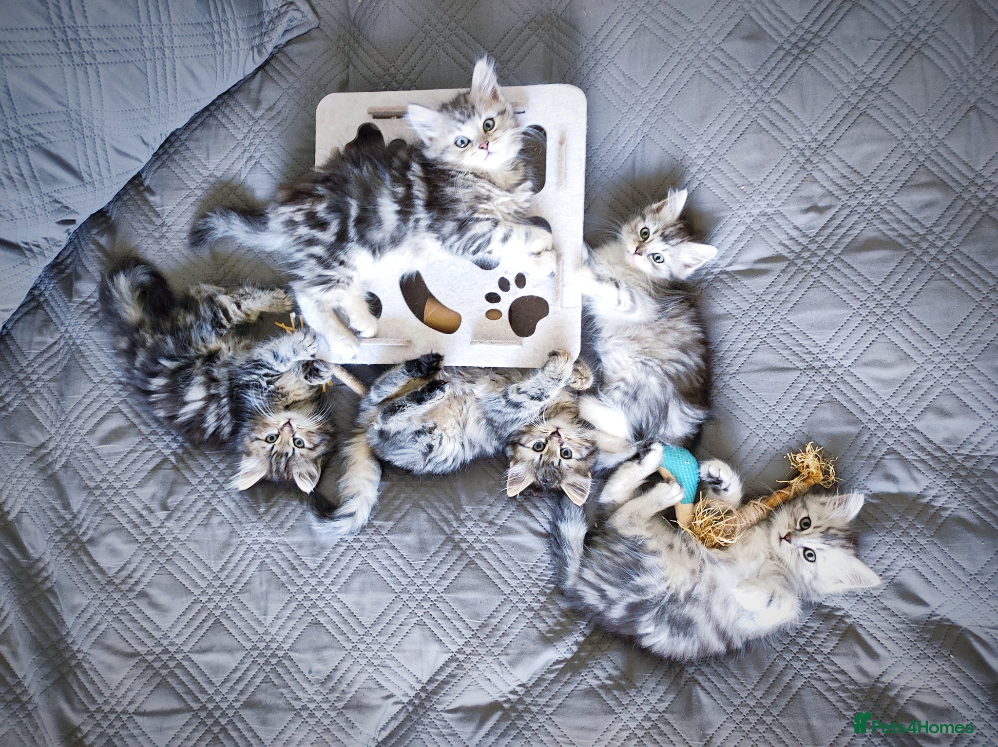 Siberian cats 🐾 Stunning Siberian cross Maine Coon Kittens 🐾 - Advert 2