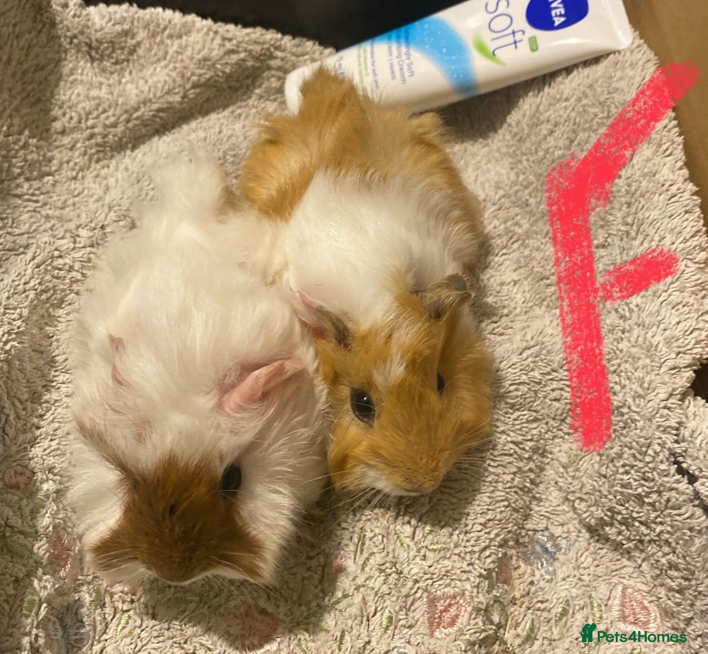 Guinea Pig rodents Various guinea pigs  - Advert 1