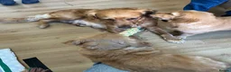 Golden Retriever dogs for sale: Beautiful family raised fox red golden retriever.  - Advert 11