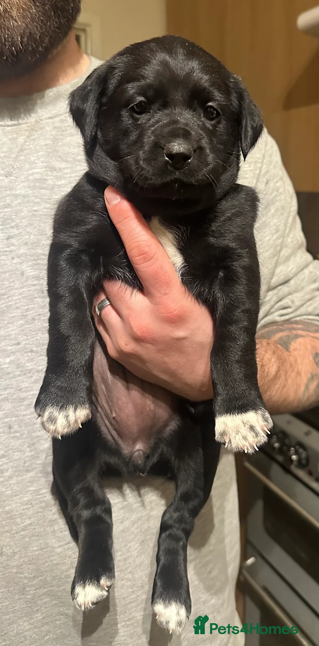 Borador dogs for sale: Labrador x Collie Puppies - Advert 6