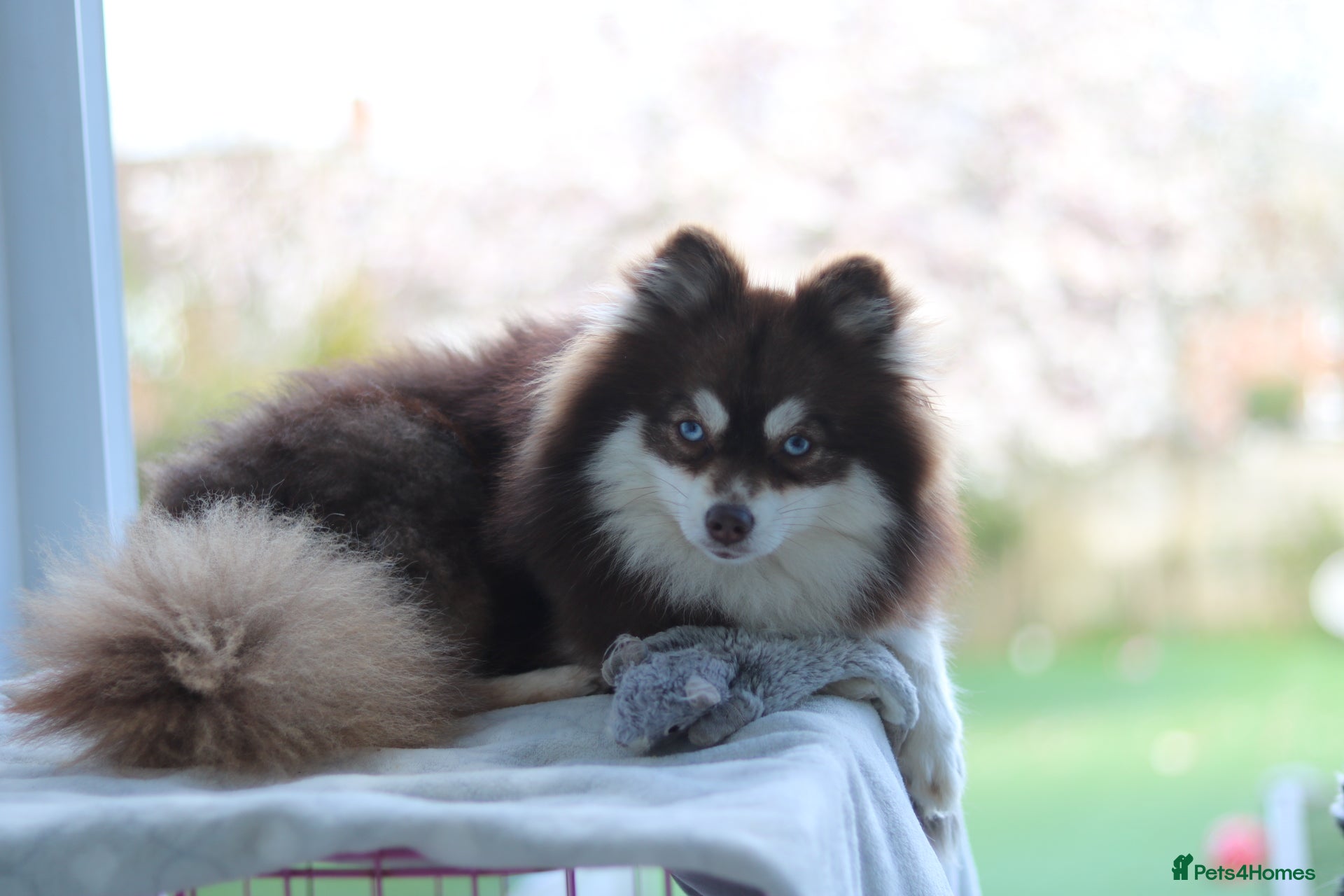 Pomsky dogs REDUCED Toy pomsky female  - Advert 3