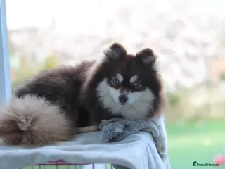 Pomsky dogs REDUCED Toy pomsky female - Advert 4