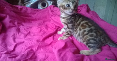 Mixed Breed cats - Advert 11