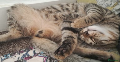 Mixed Breed cats - Advert 4