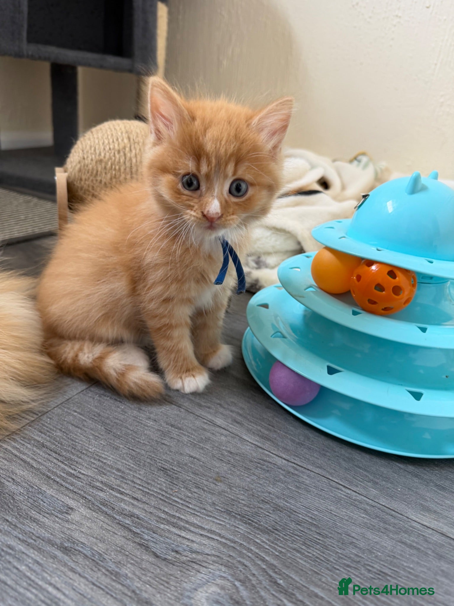 Domestic Shorthair cats Beautiful Kittens - 2 Left  - Advert 14