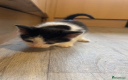 Mixed Breed cats for sale: 4 kittens for sale  - Image 6