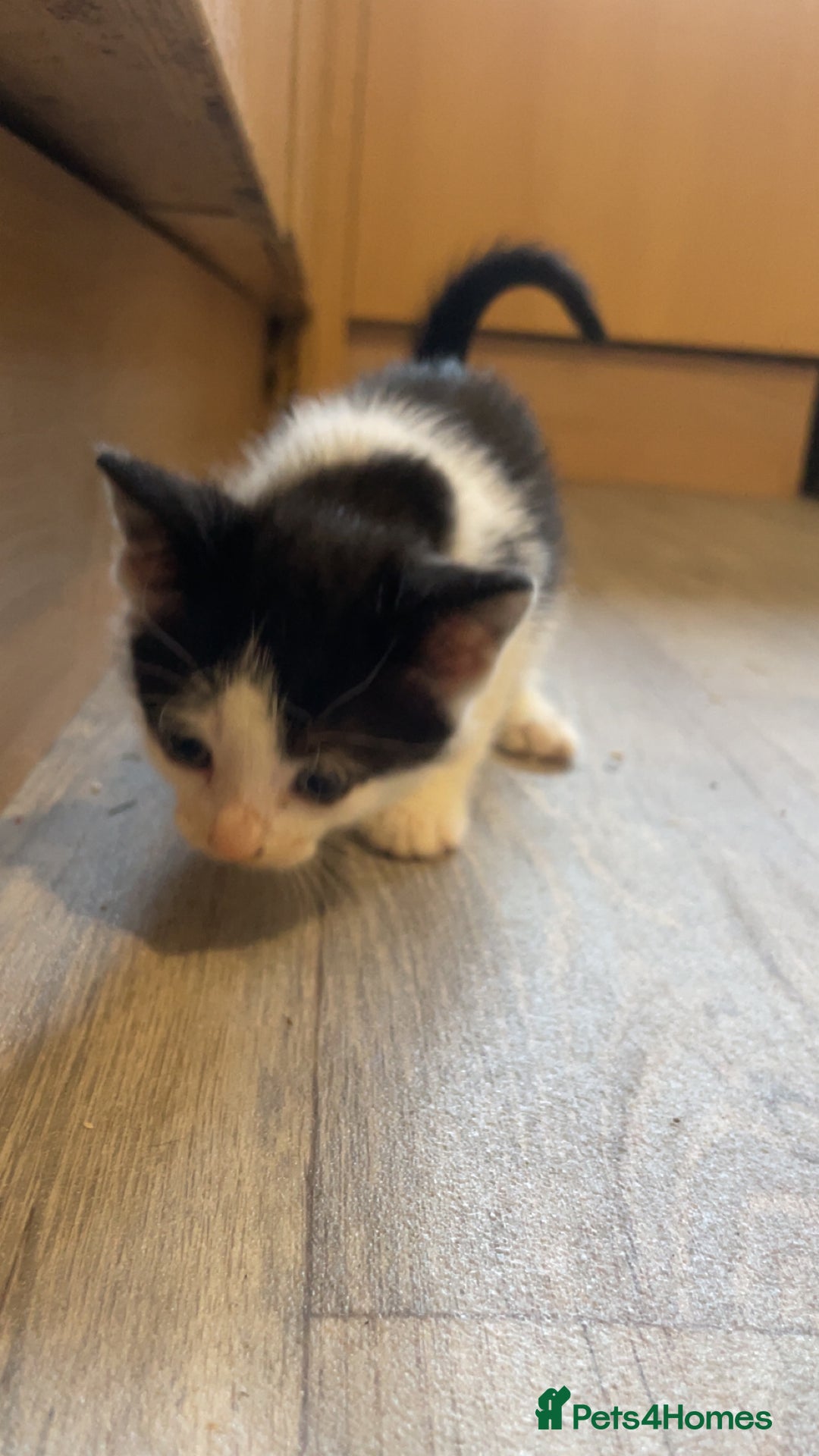 Mixed Breed cats for sale: 4 kittens for sale  - Image 6