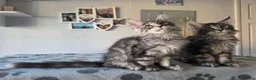 Maine Coon cats for sale: GCCF-registered Maine Coon kittens. - Advert 13