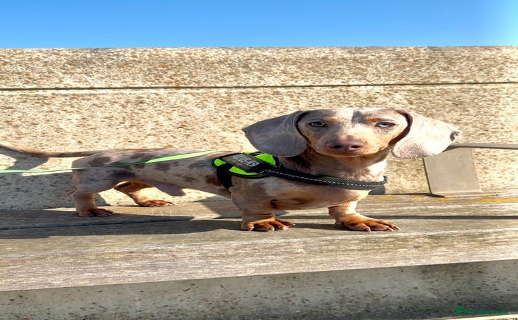 Miniature Dachshund dogs - Advert 1