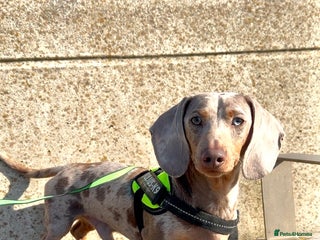 Miniature Dachshund dogs - Advert 4