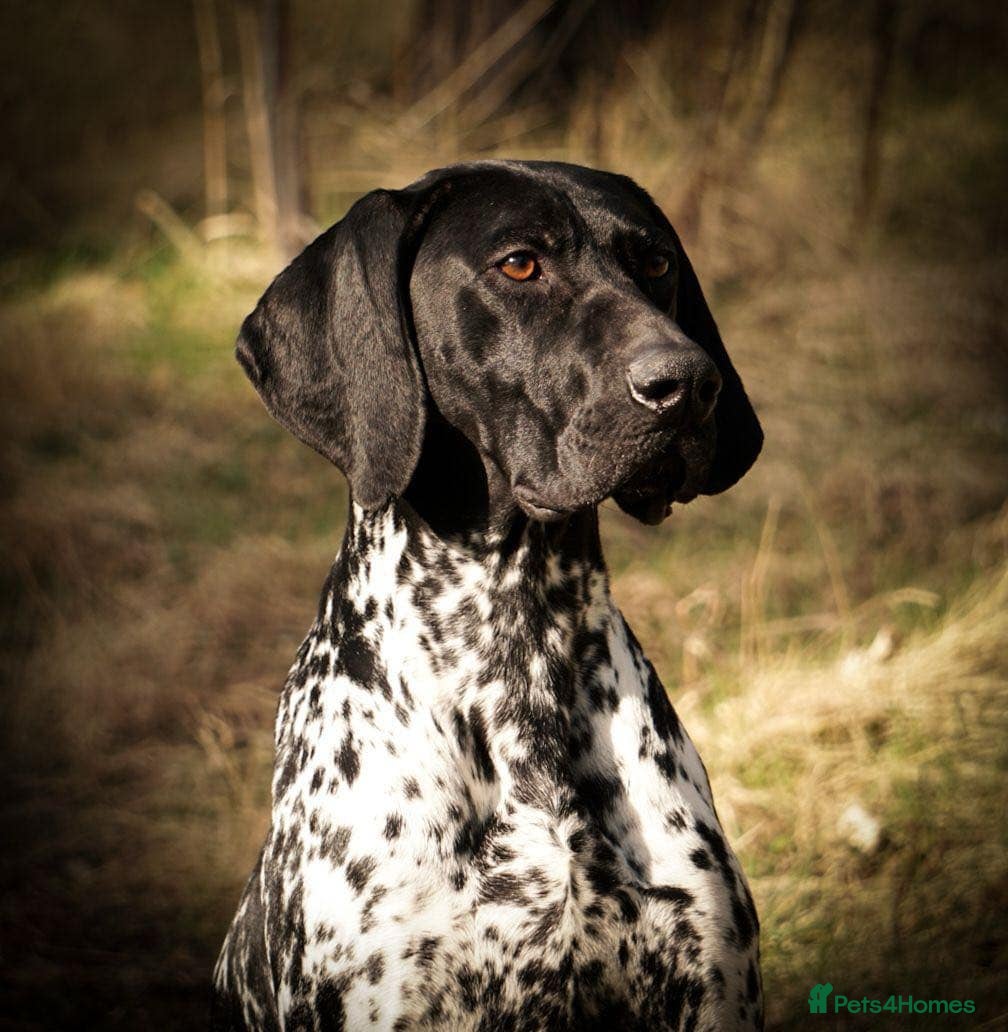 German Shorthaired Pointer dogs Exceptional lines, KC reg fully health tested stud - Advert 1