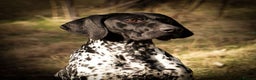 German Shorthaired Pointer dogs for stud: Exceptional lines, KC reg fully health tested stud - Advert 1