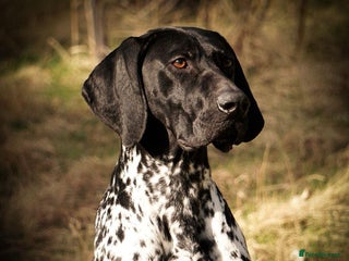 German Shorthaired Pointer dogs Exceptional lines, KC reg fully health tested stud - Advert 12