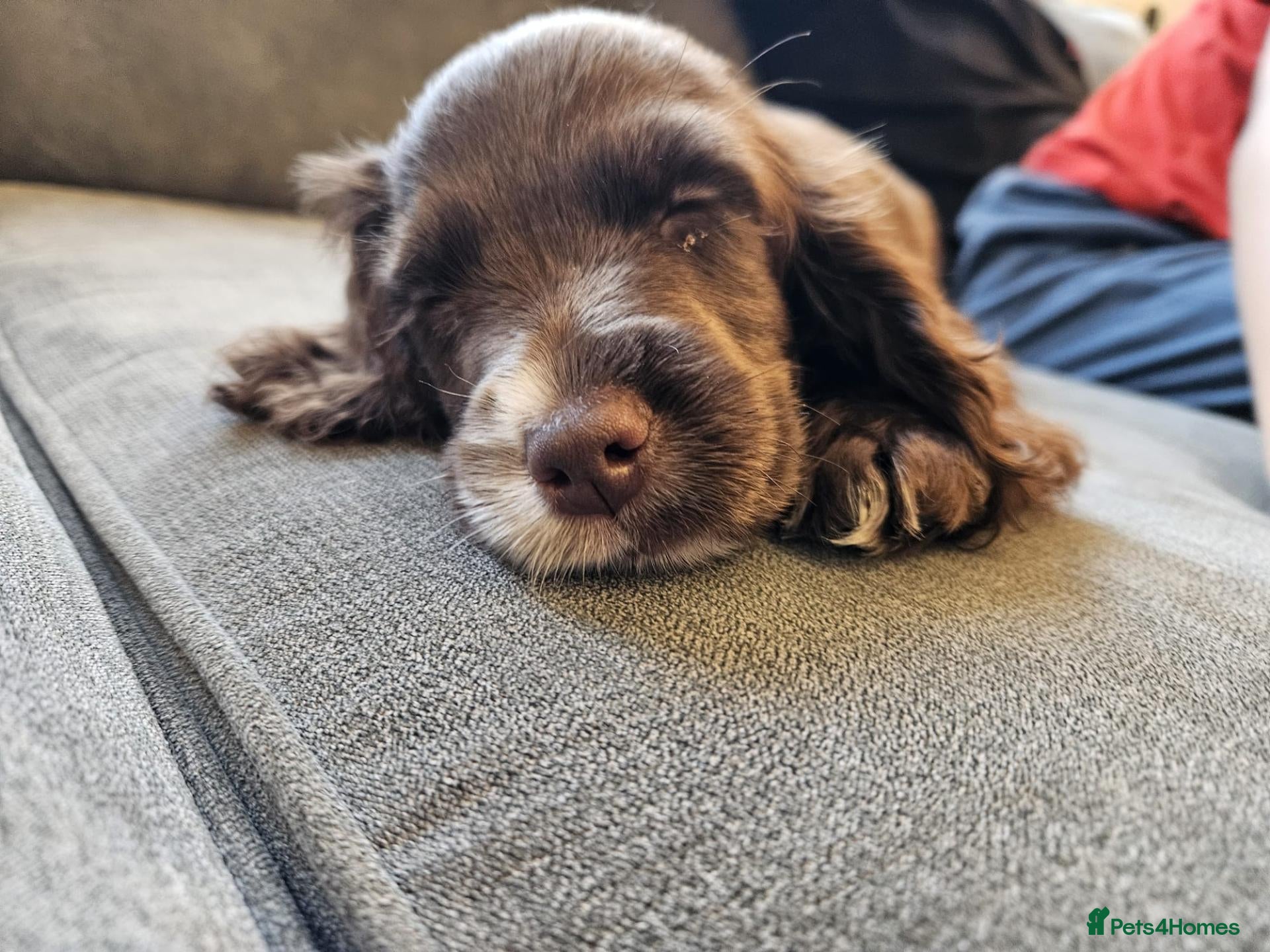 Cocker Spaniel dogs Cocker spaniel puppy 10 weeks old - Advert 1