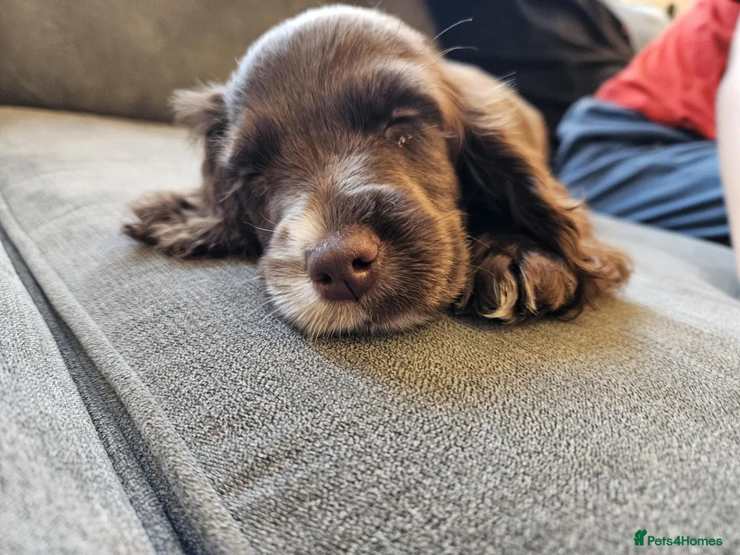 Cocker Spaniel dogs for sale: Cocker spaniel puppy 10 weeks old in Northampton - Advert 1