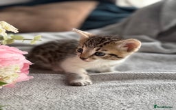 Mixed Breed cats for sale: Adorable Kittens Looking for Their Forever Homes ✨ - Image 22