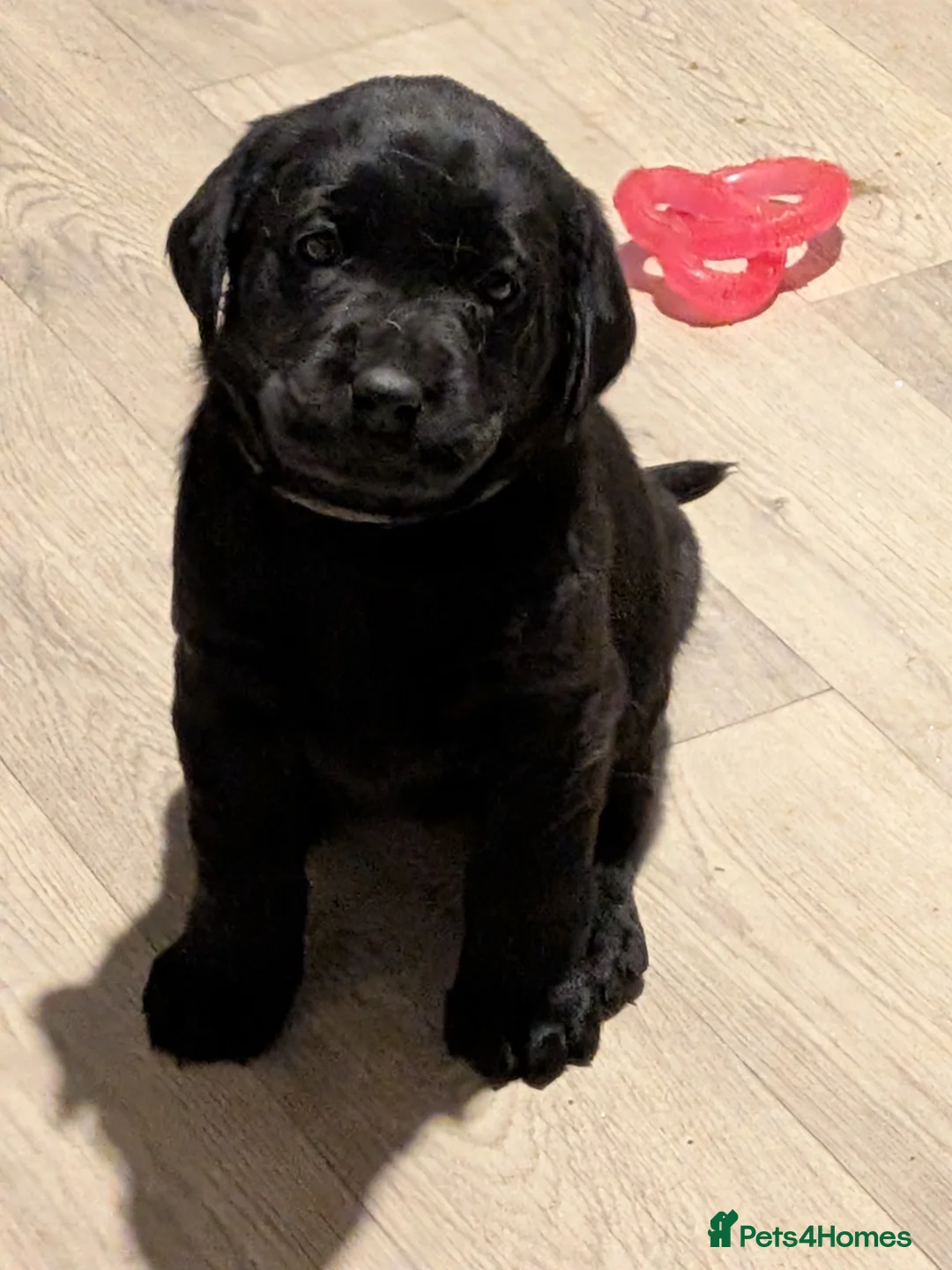 Labrador Retriever dogs for sale: KC registered Fox Red boy & black girl  - Advert 10